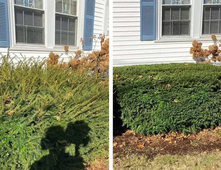 Professional hedge trimming service in Plymouth MA