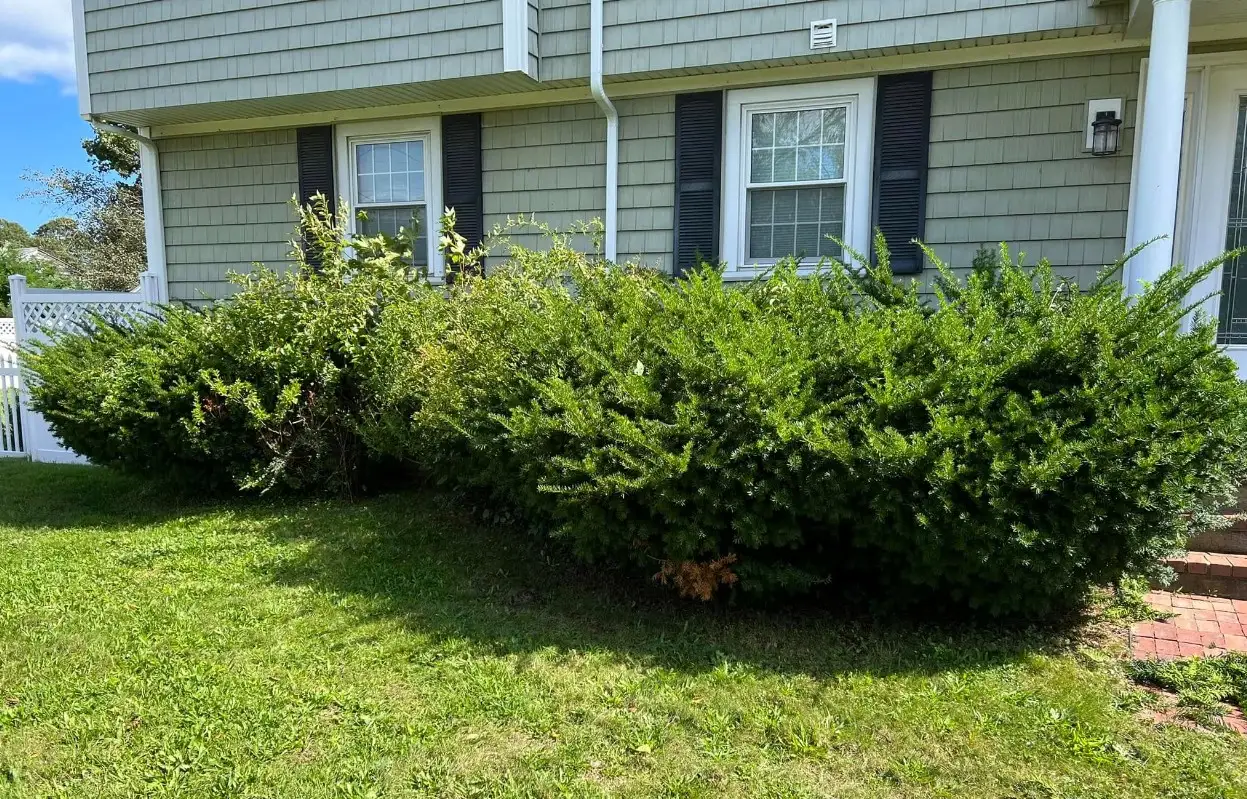 Shrub maintenance and hedge shaping by Medhaug Landscaping