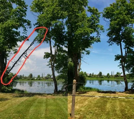 Waterfront tree trimming and cleanup before and after